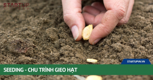 seeding-chu-trinh-gieo-hat